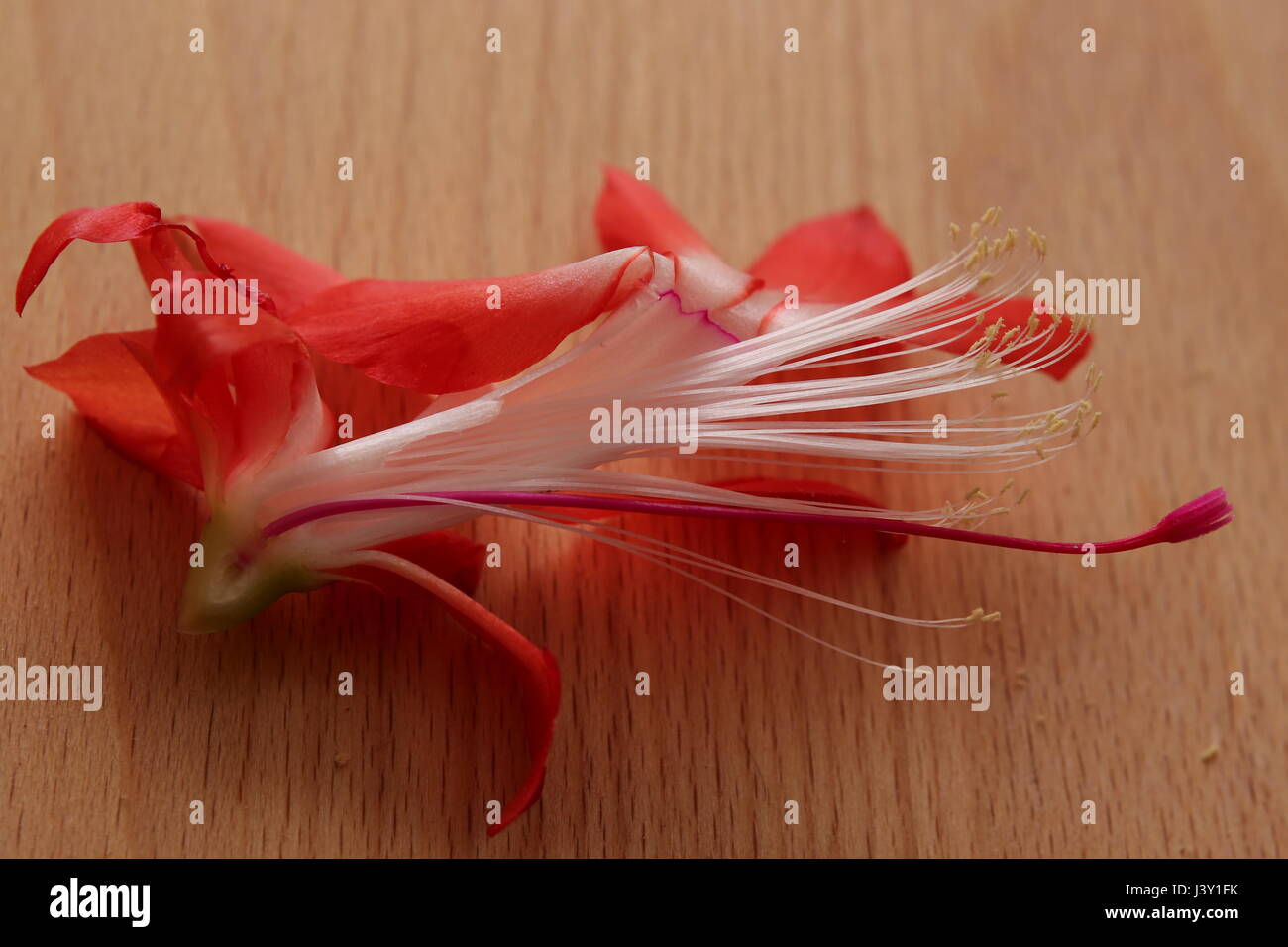 Échantillon de la fleur de cactus de Noël, Schlumbergera une espèce. Banque D'Images