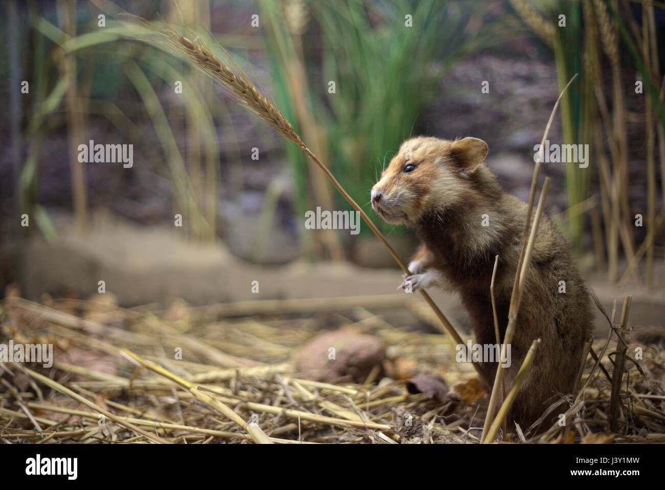 Grand hamster (Cricetus cricetus) avec une tige de blé. Banque D'Images