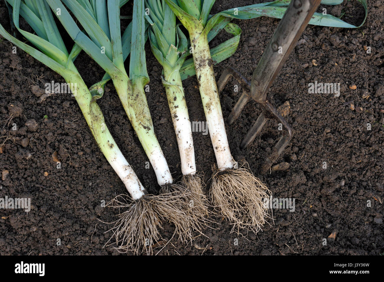 Fraîchement extraits, Allium porrum poireaux, dans un potager, variété Musselburgh. Banque D'Images