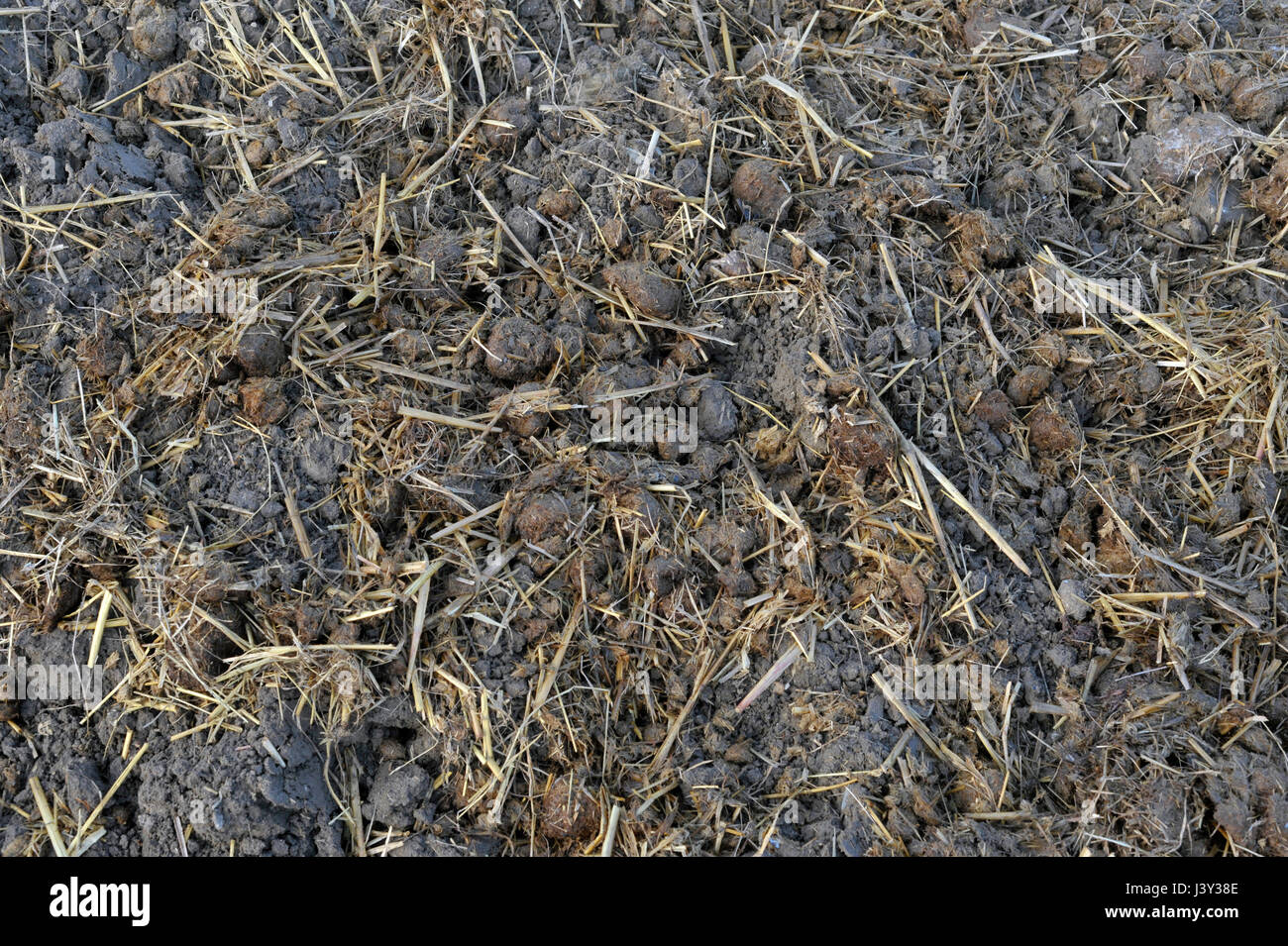 Le fumier de cheval et d'une litière de paille, répartis sur un potager à l'automne à l'état et fertiliser le sol. Banque D'Images