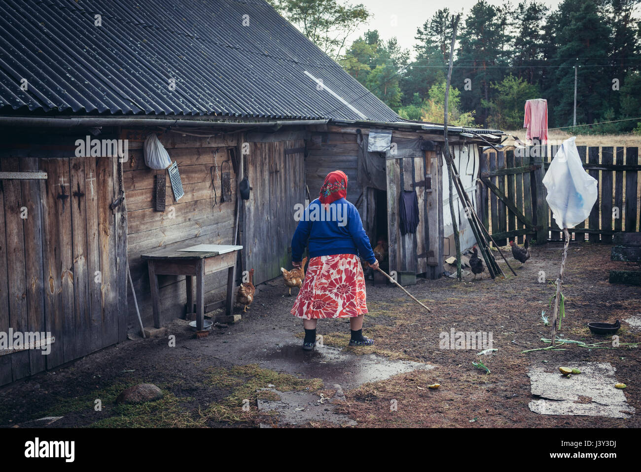 Femme qui est revenue à sa ferme (soi-disant) Kupuvate Samosely au village après accident de Tchernobyl et vit dans la zone d'aliénation, de l'Ukraine Banque D'Images