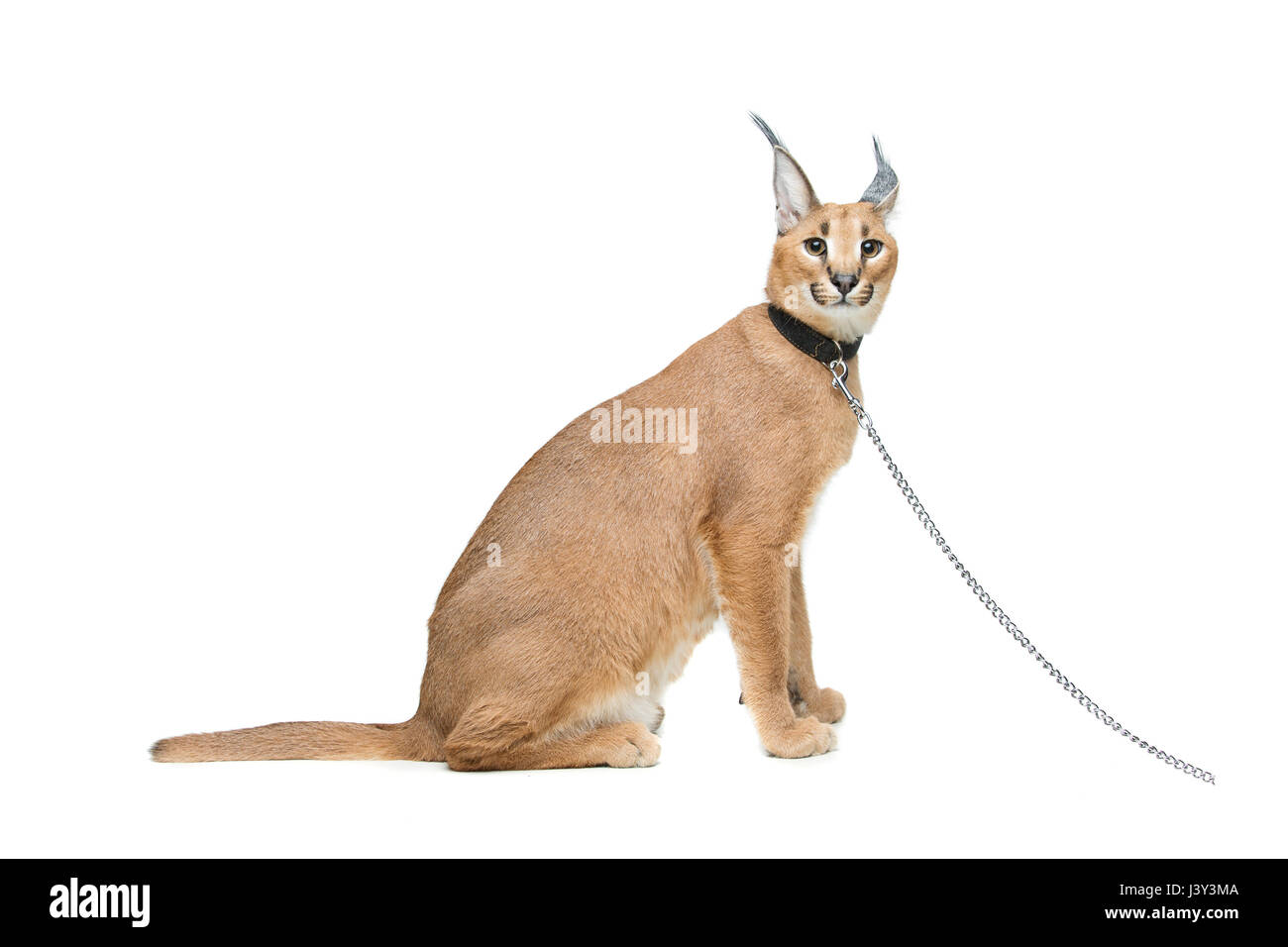 Beaux Lynx caracal 6 mois chaton en cuir Collier avec chaîne laisse assis sur fond blanc. Isolées. Studio shot. Copier l'espace. Banque D'Images