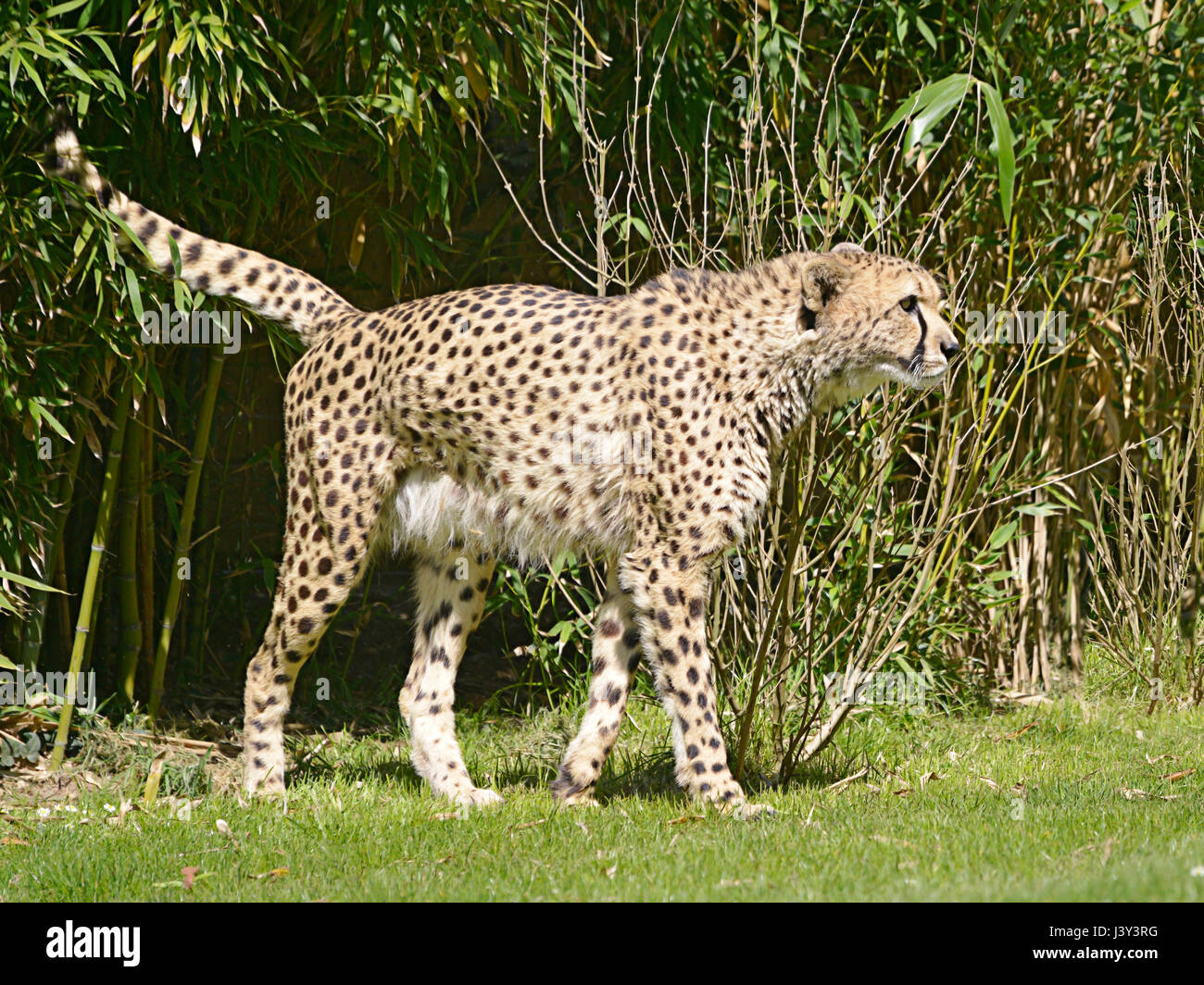 African Guépard (Acinonyx jubatus) marcher sur l'herbe vu de profil Banque D'Images