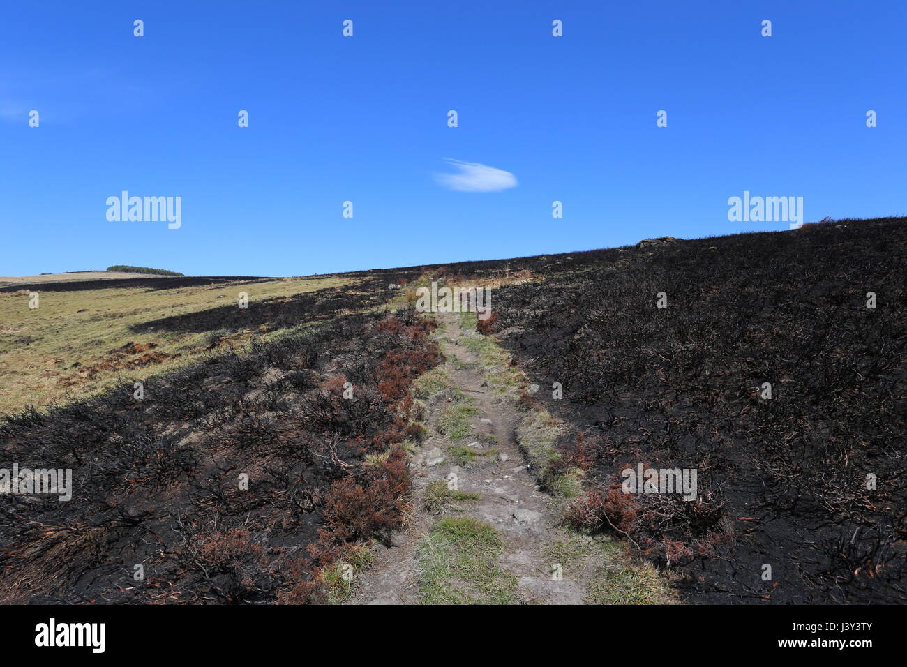 Cateran Trail dans Glen Isla avec Burnt heather Ecosse Mai 2017 Banque D'Images