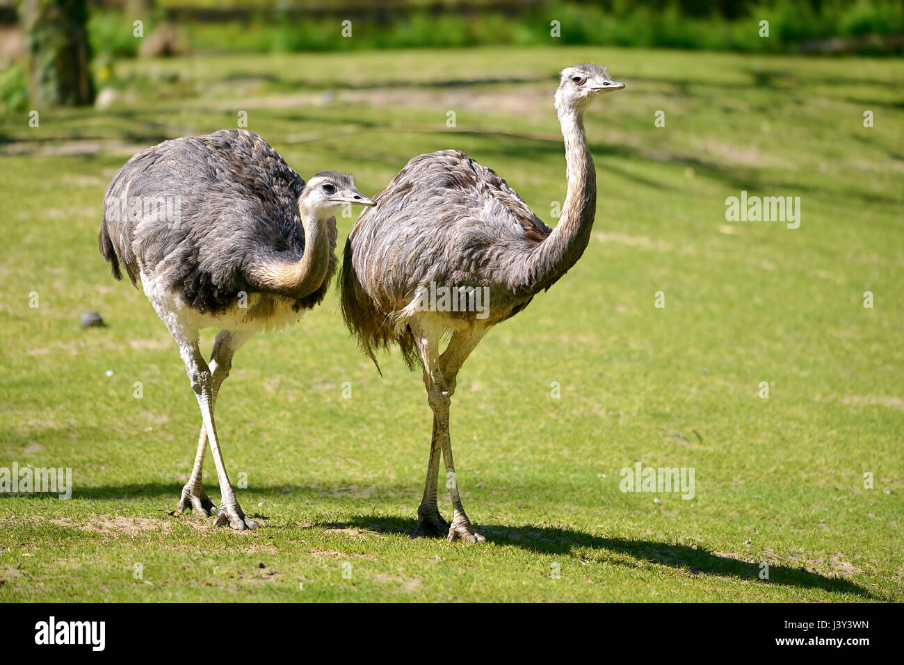 Plus deux Nandou (Rhea americana) marcher sur l'herbe Banque D'Images