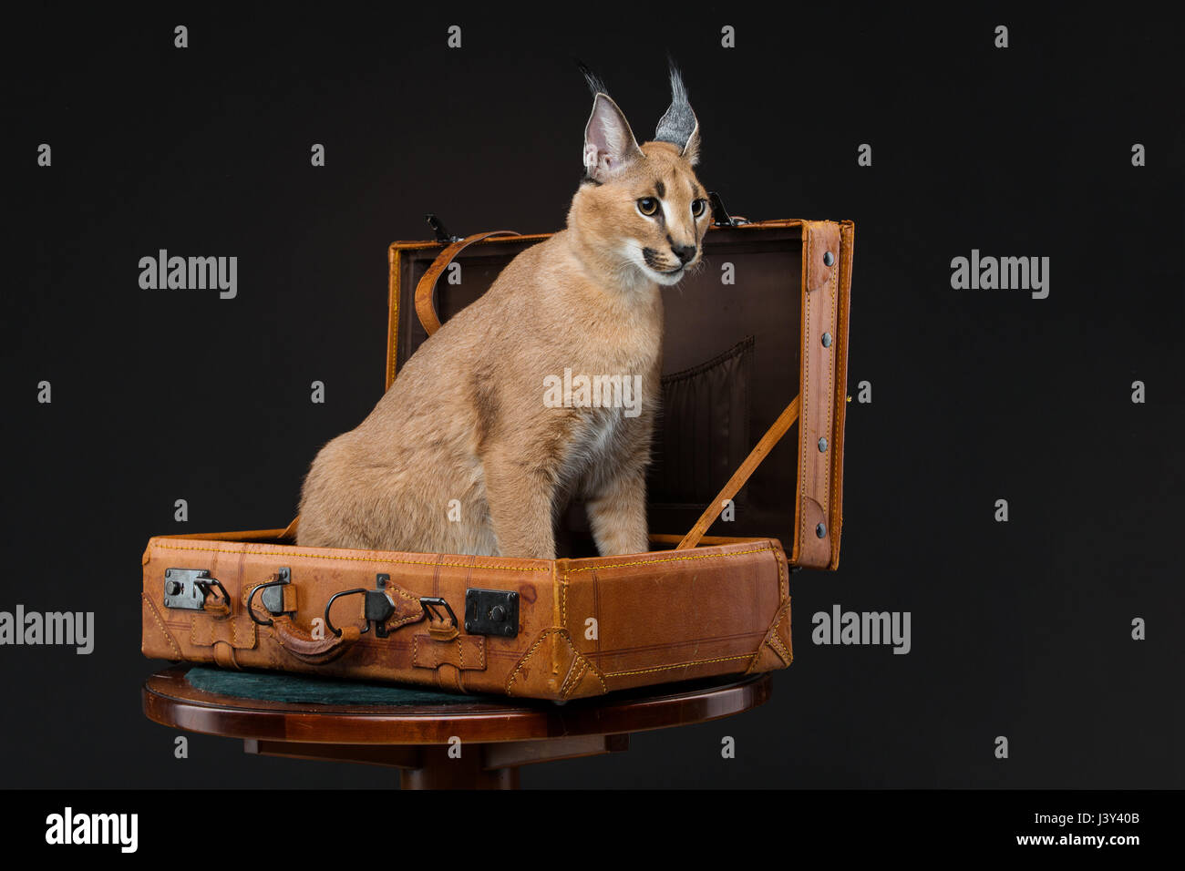 Beaux Lynx caracal 6 mois chaton assis dans vintage voyage valise sur fond noir. Studio shot. Copier l'espace. Banque D'Images