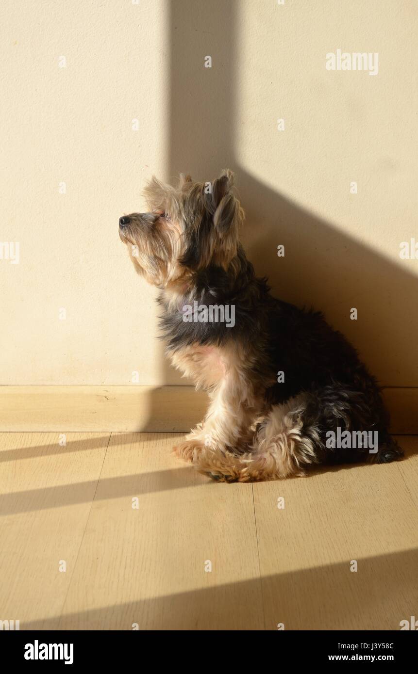 Petit chien au soleil réchauffement Banque D'Images