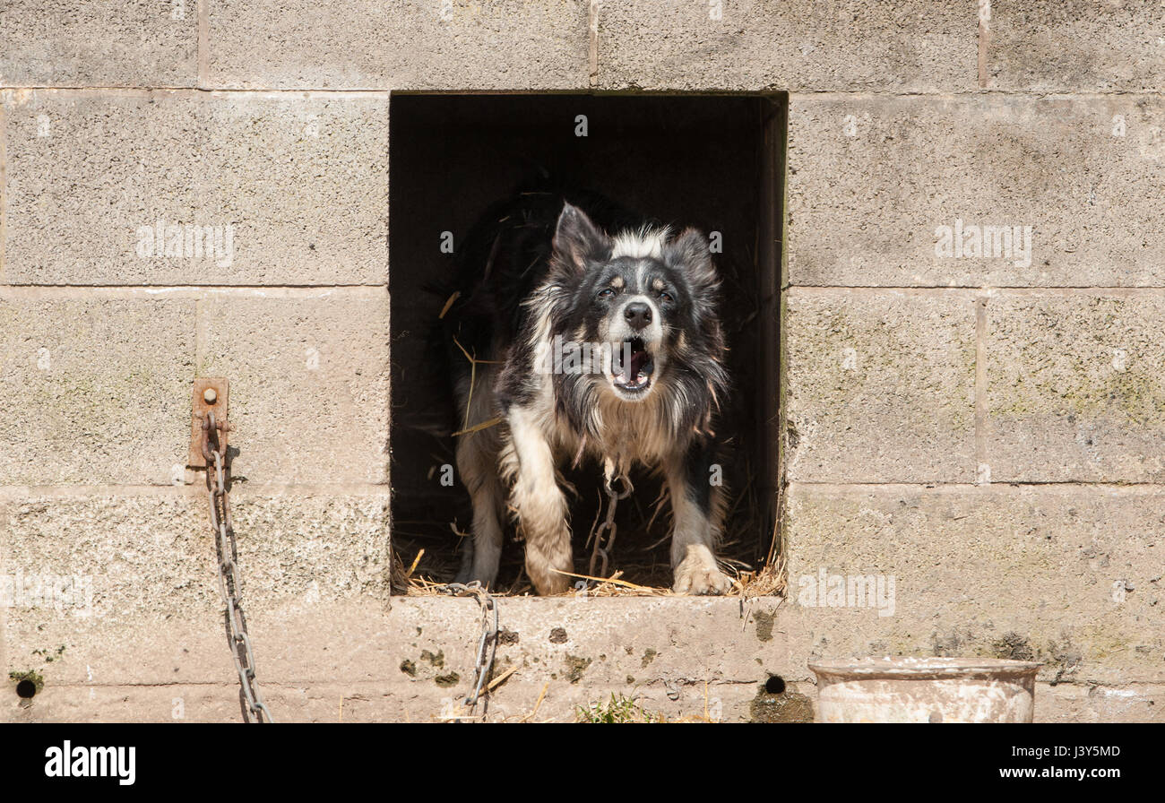Un aboiement chien de ferme d'un chenil, Longridge, Preston, Lancashire. Banque D'Images