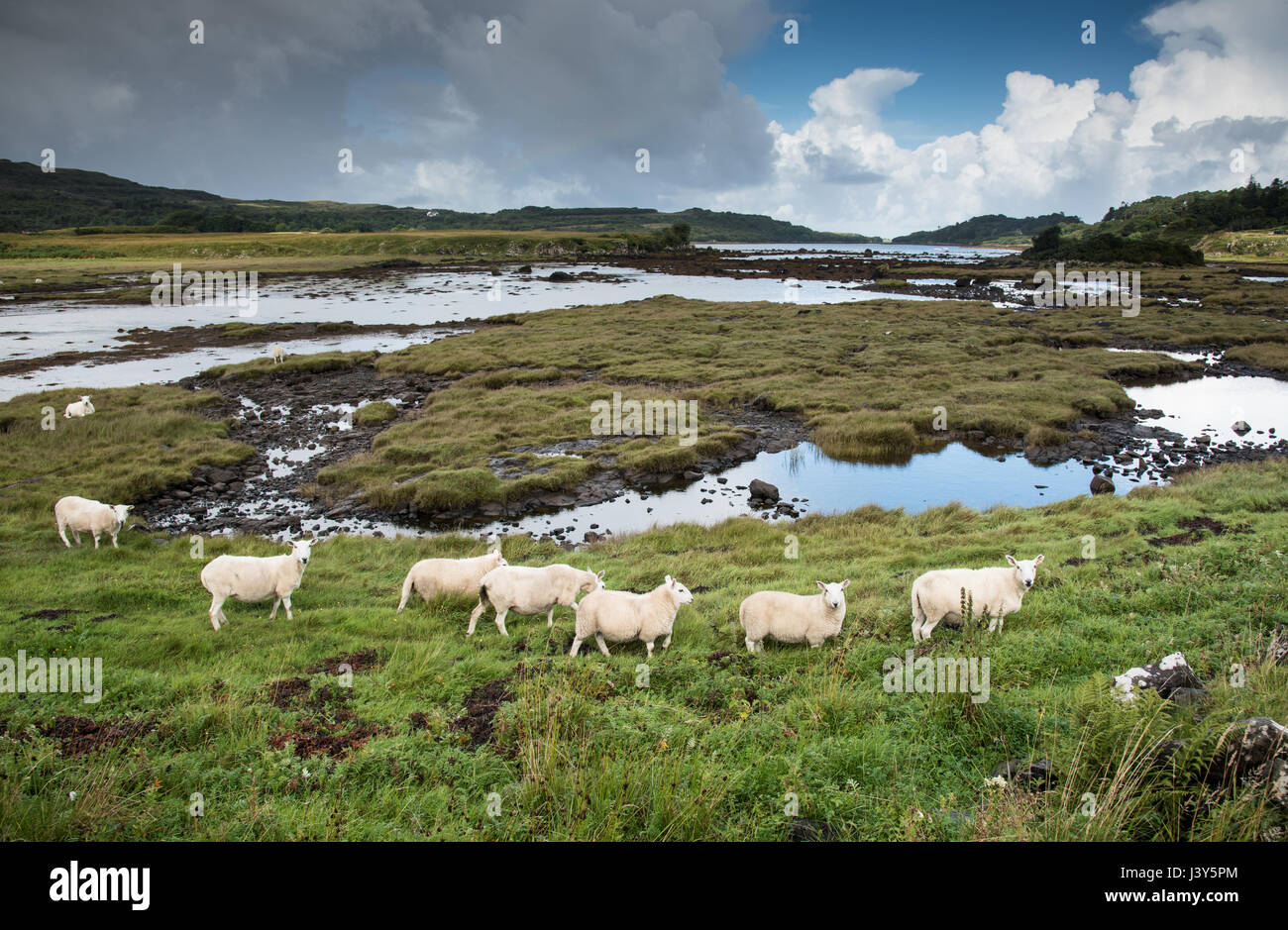 Moutons Cheviot, le Loch a' à Chumhainn Dervaig, Isle of Mull, Scotland. Banque D'Images