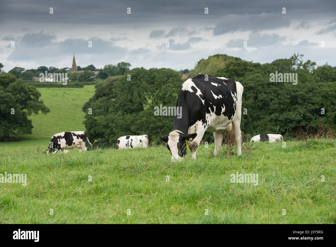 Vaches Holstein dans un champ près de Preston, Lancashire. Banque D'Images
