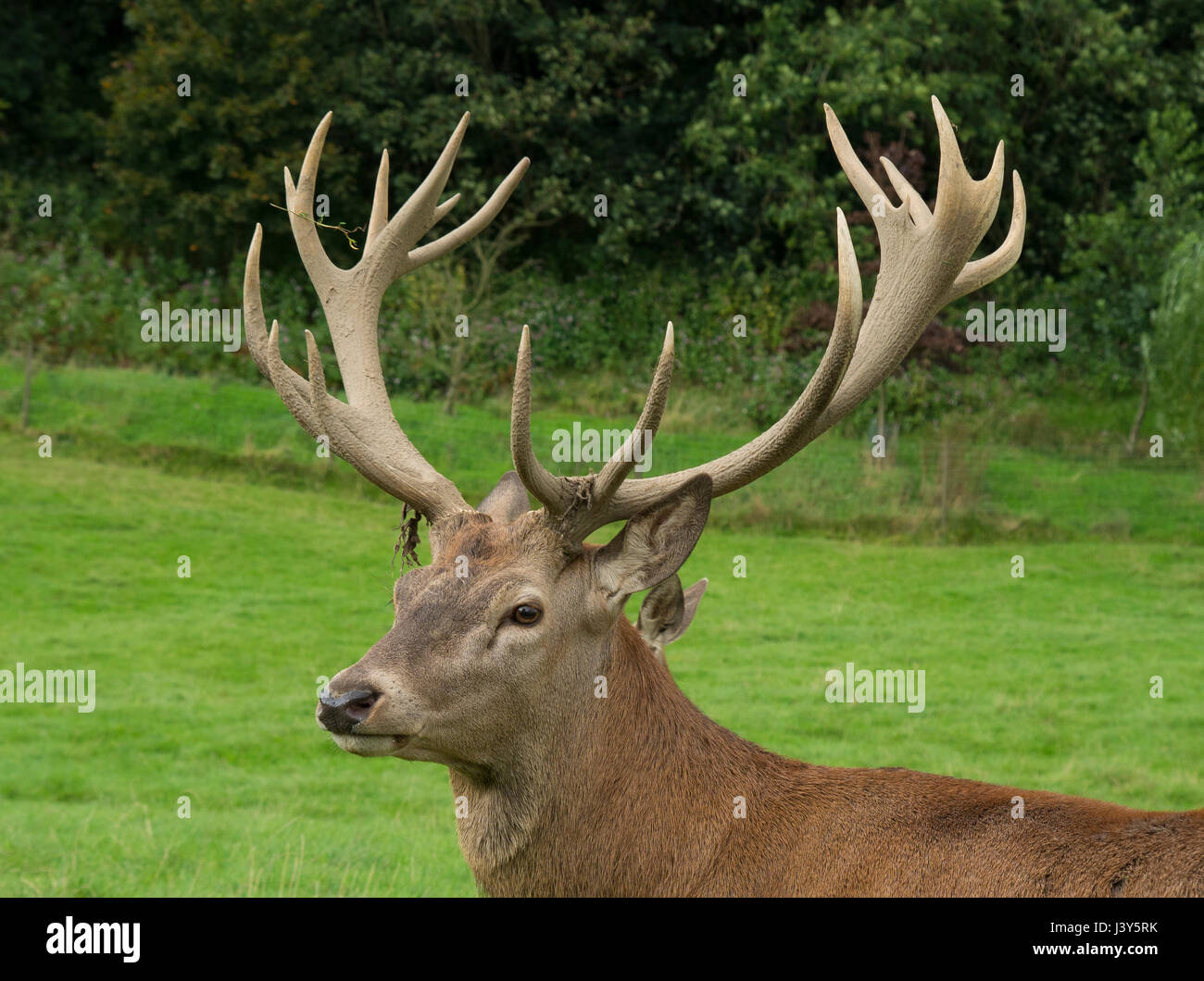 Red Deer Stag at l'Bowland Wild Boar Park, Chipping, Preston, Lancashire. Banque D'Images