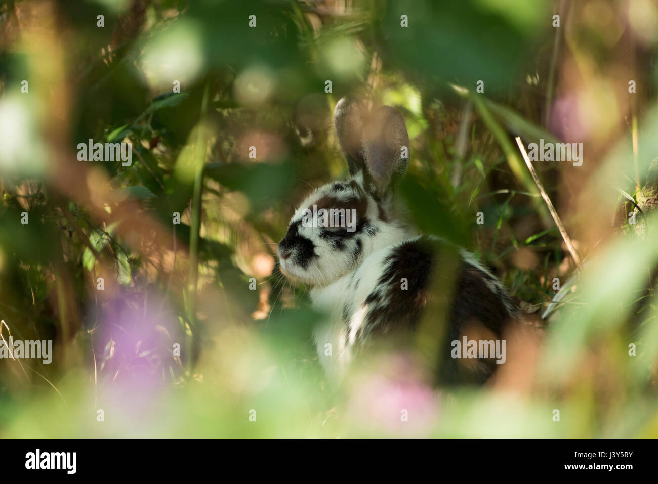 Un lapin domestique échappé vivant sauvage, Chipping, Lancashire.UK Banque D'Images