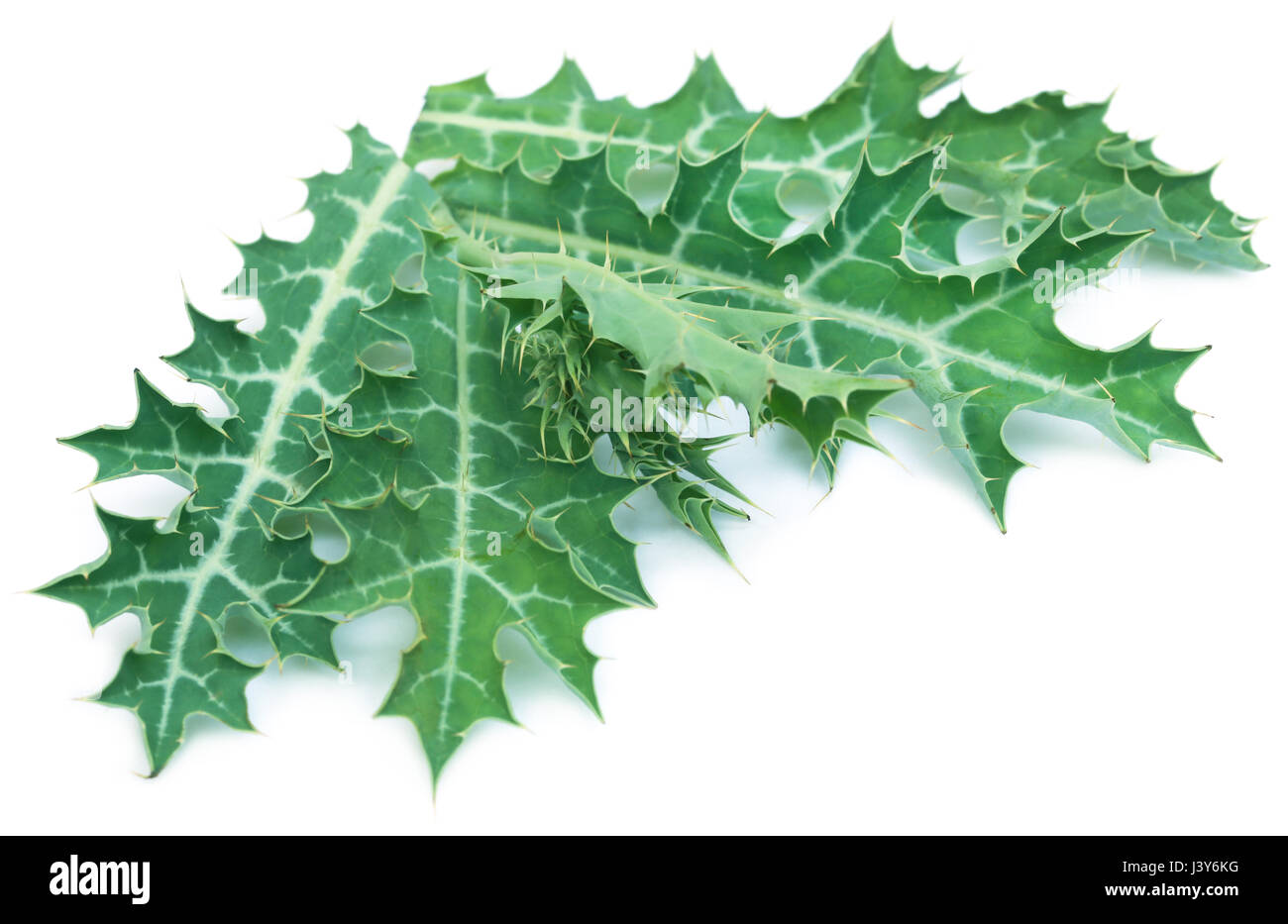 Argemone mexicana médicinaux ou d'argémone mexicaine feuilles sur fond blanc Banque D'Images