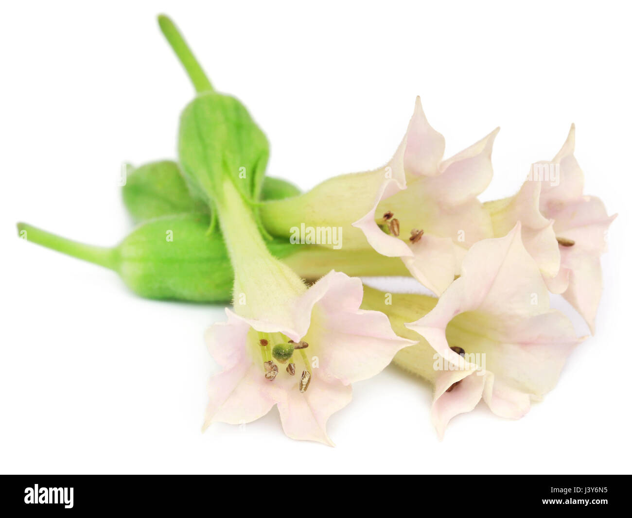 Fleur de tabac sur fond blanc Banque D'Images