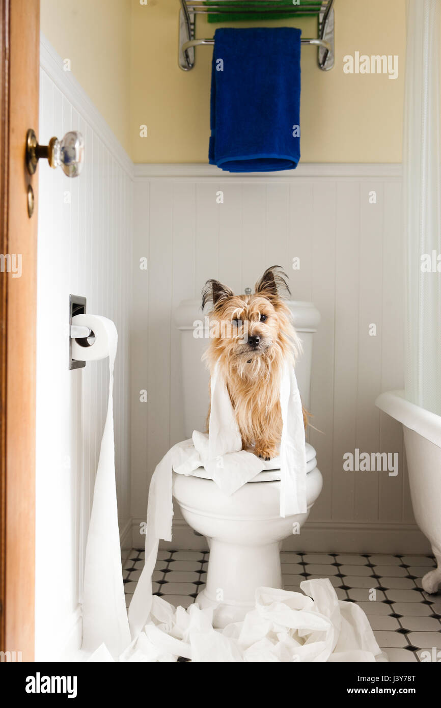 Portrait of cute dog enveloppé dans du papier de toilette sur le siège des toilettes Banque D'Images