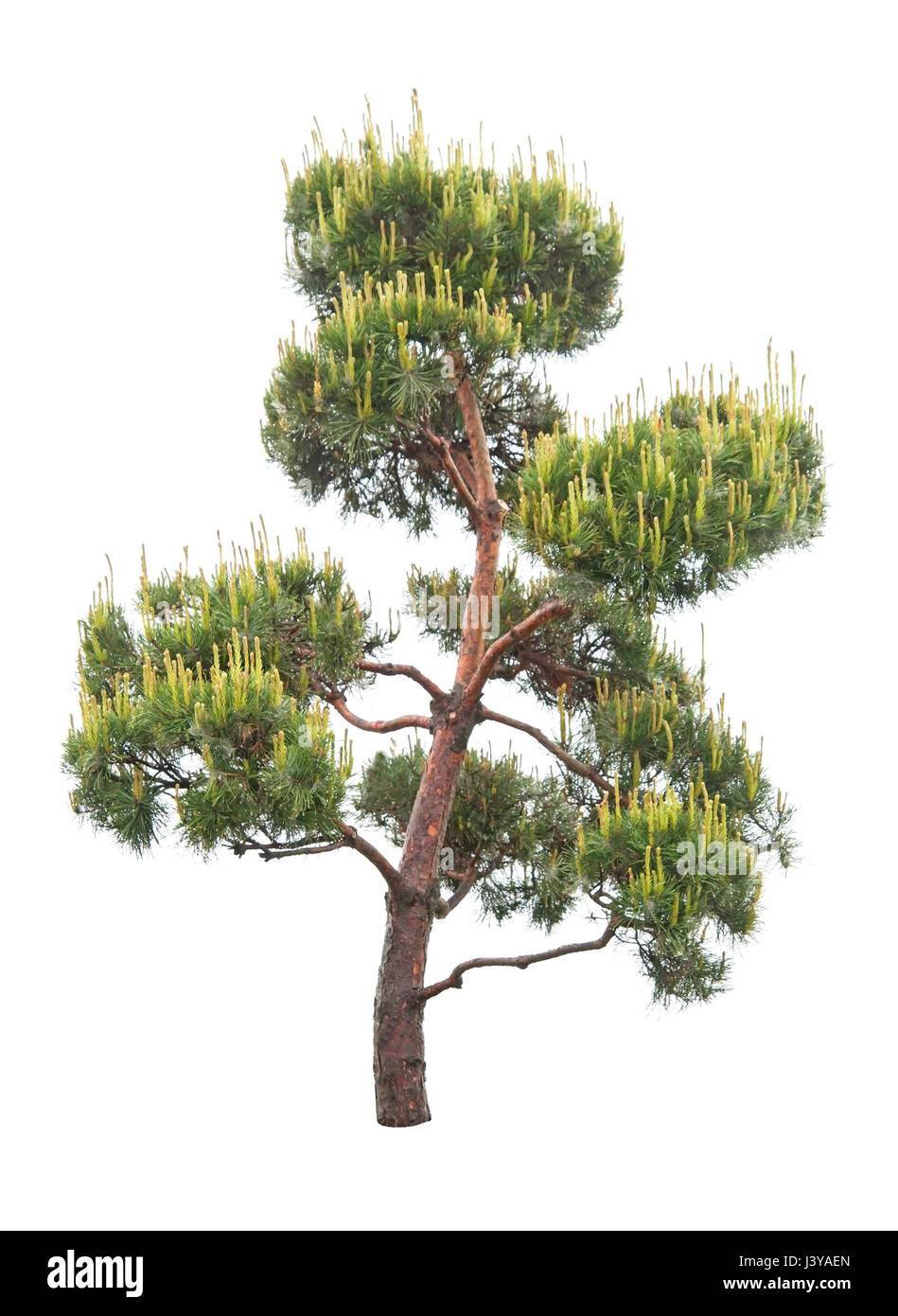 Pine Tree est isolé sur fond blanc Banque D'Images