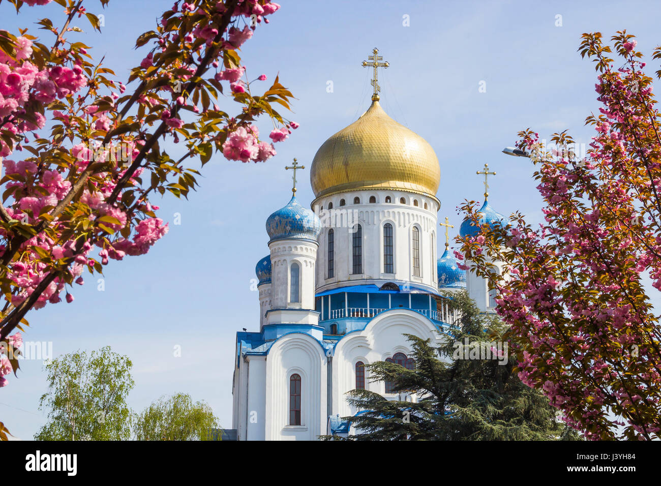 La cathédrale orthodoxe du Christ Sauveur avec sakura fleur de printemps à Uzhgorod, Ukraine Banque D'Images