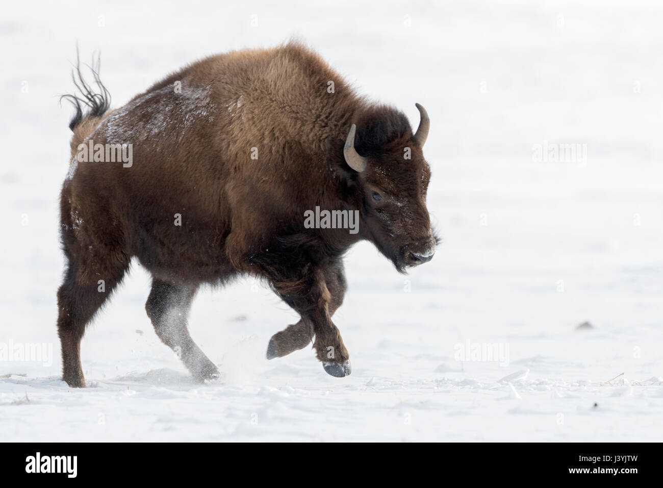 Bison d'Amérique ( Bison bison ) en hiver, la course, galopping, sautant au dessus des plaines couvertes de neige, plein de joie, le parc national de Yellowstone Parl, Montana, USA. Banque D'Images