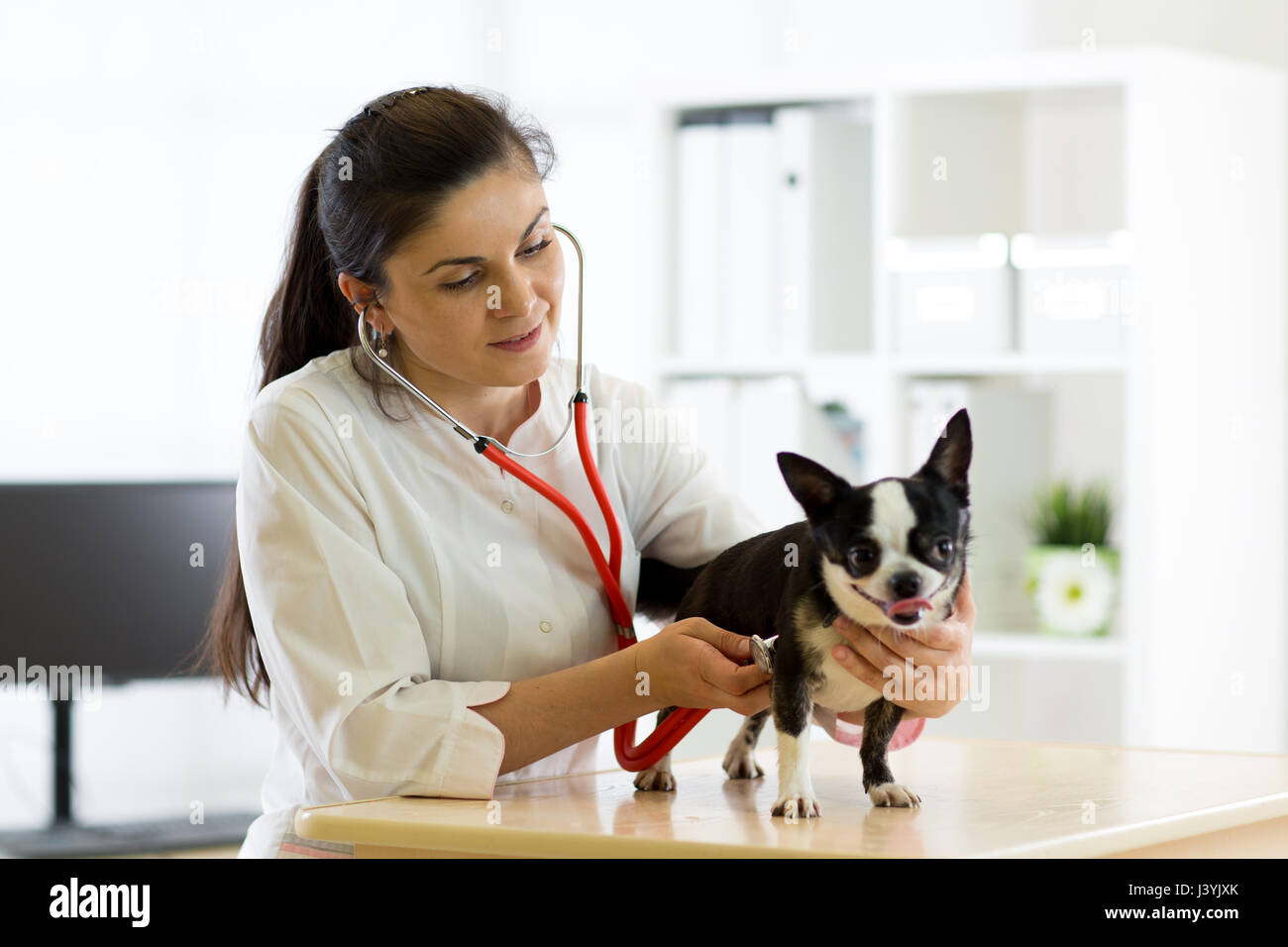 Médecin vétérinaire et Chihuahua chien à ambulance vétérinaire Banque D'Images