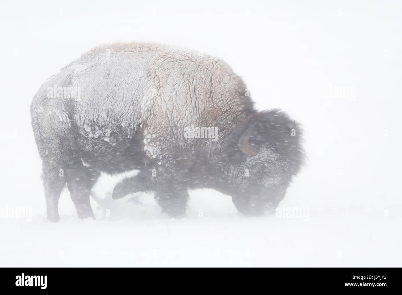 Bison d'Amérique / Amerikanischer ( Bison bison bison ) lors de blizzard, le matériel roulant, la neige La neige de patte, à la recherche de nourriture, NP Yellowstone, Wyoming, USA. Banque D'Images