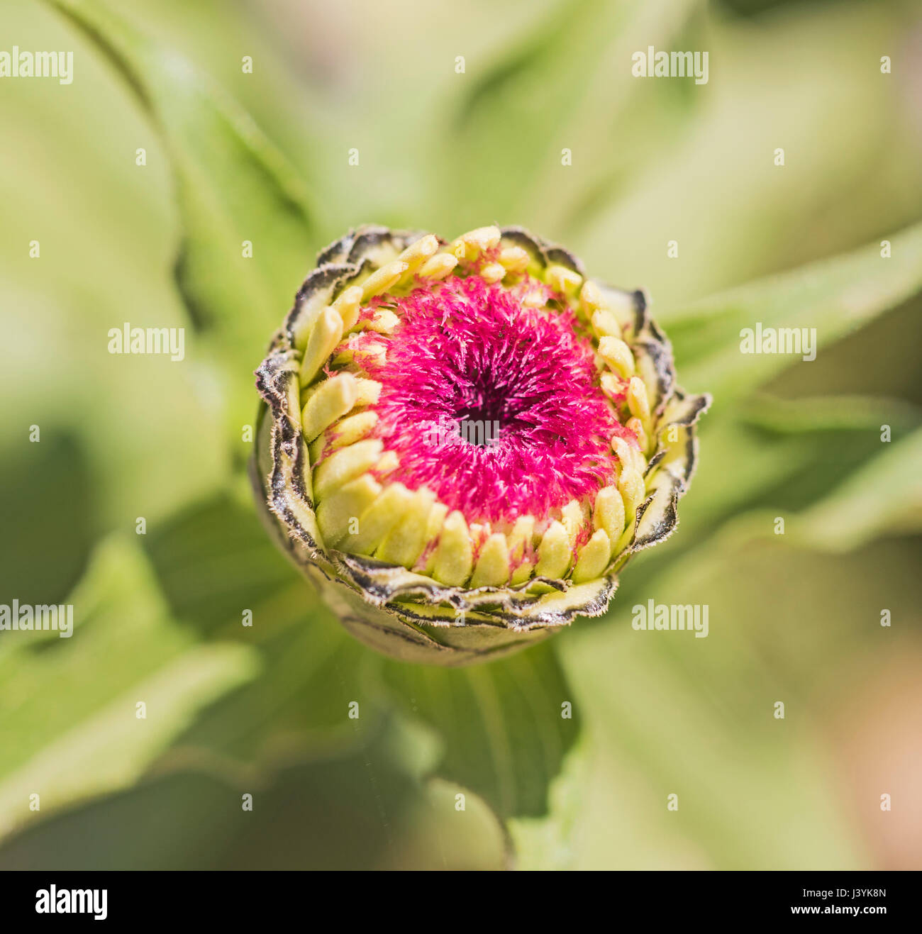 Close-up détail d'un bourgeon de fleur de chrysanthème dans jardin d'ornement Banque D'Images