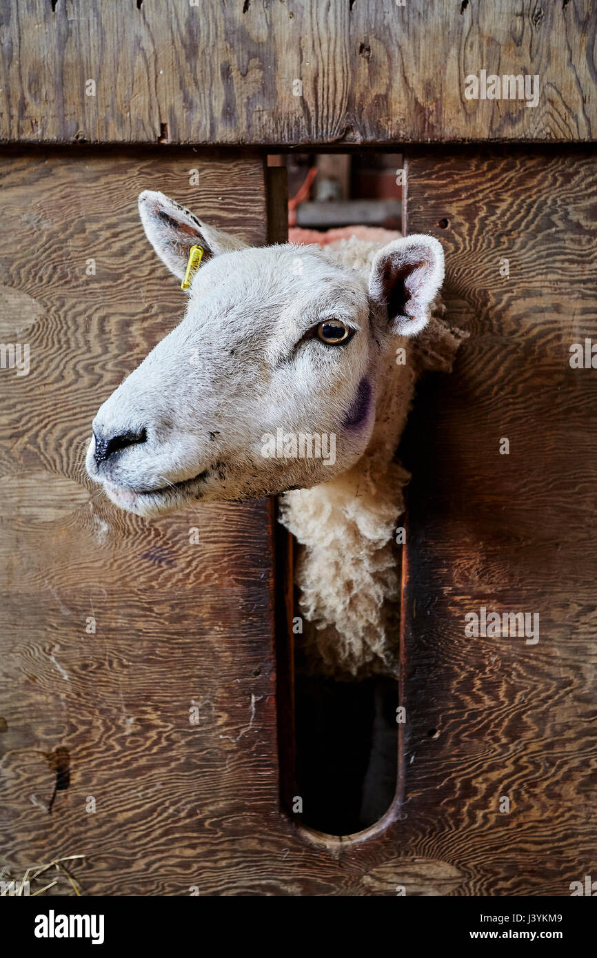 Brebis Texel sur une ferme du Yorkshire du Nord à l'agnelage Banque D'Images