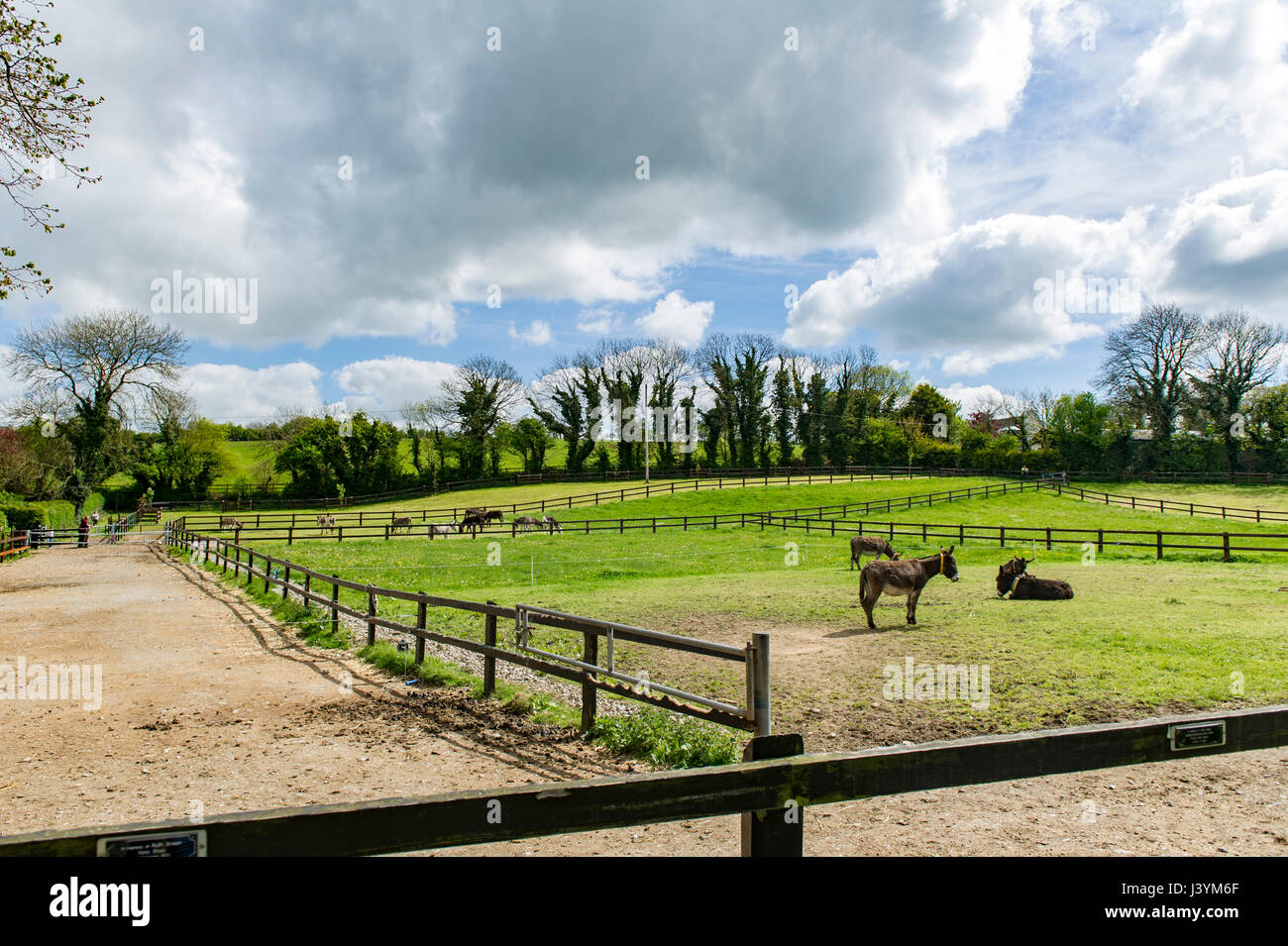 Dans Liscarroll Donkey Sanctuary, en Irlande. La charité, l'espace de copie, d'ânes, ciel bleu Banque D'Images