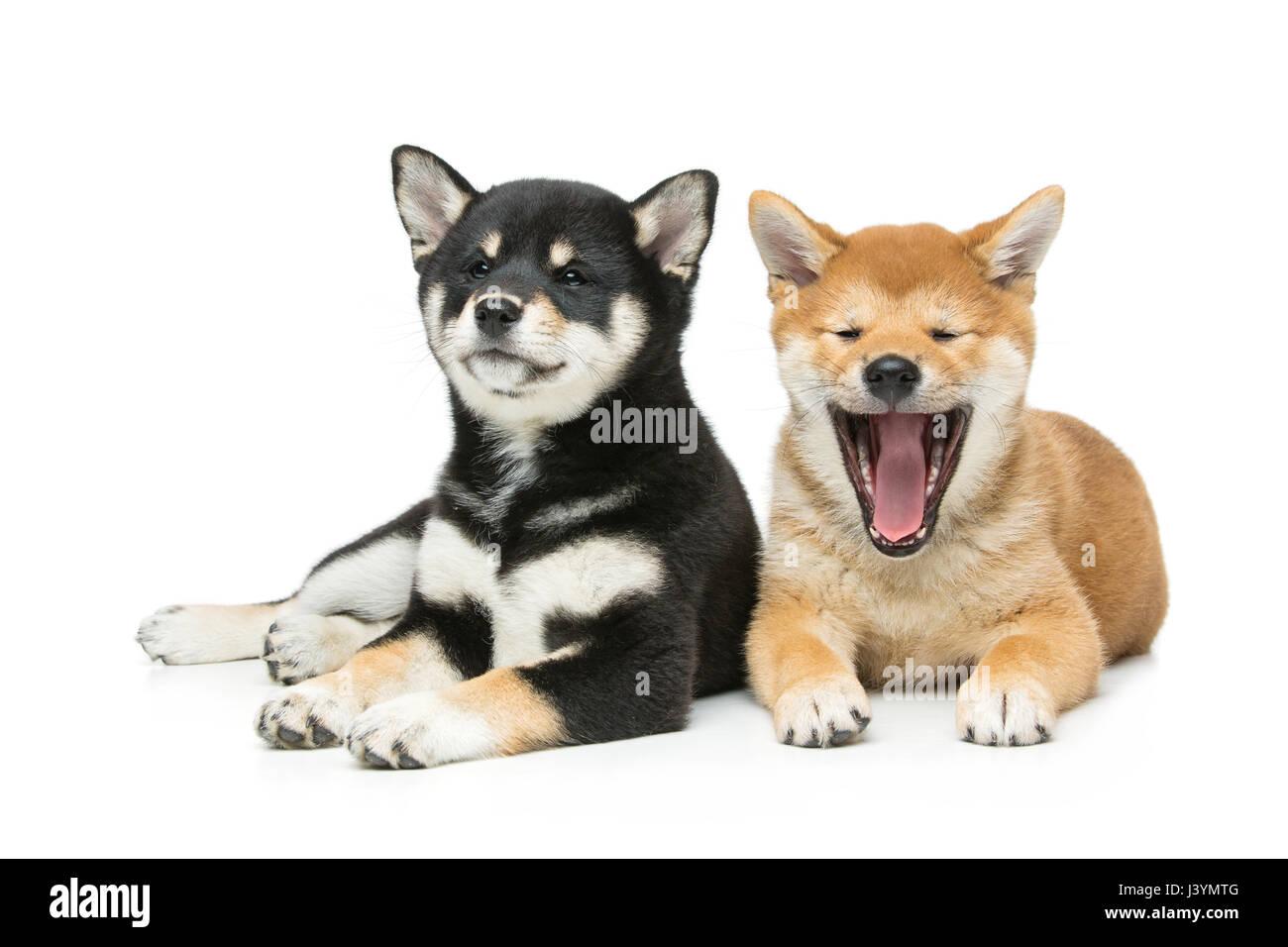 Deux Beau Brun Et Noir Chiens Chiot Shiba Inu Japonais Isolé
