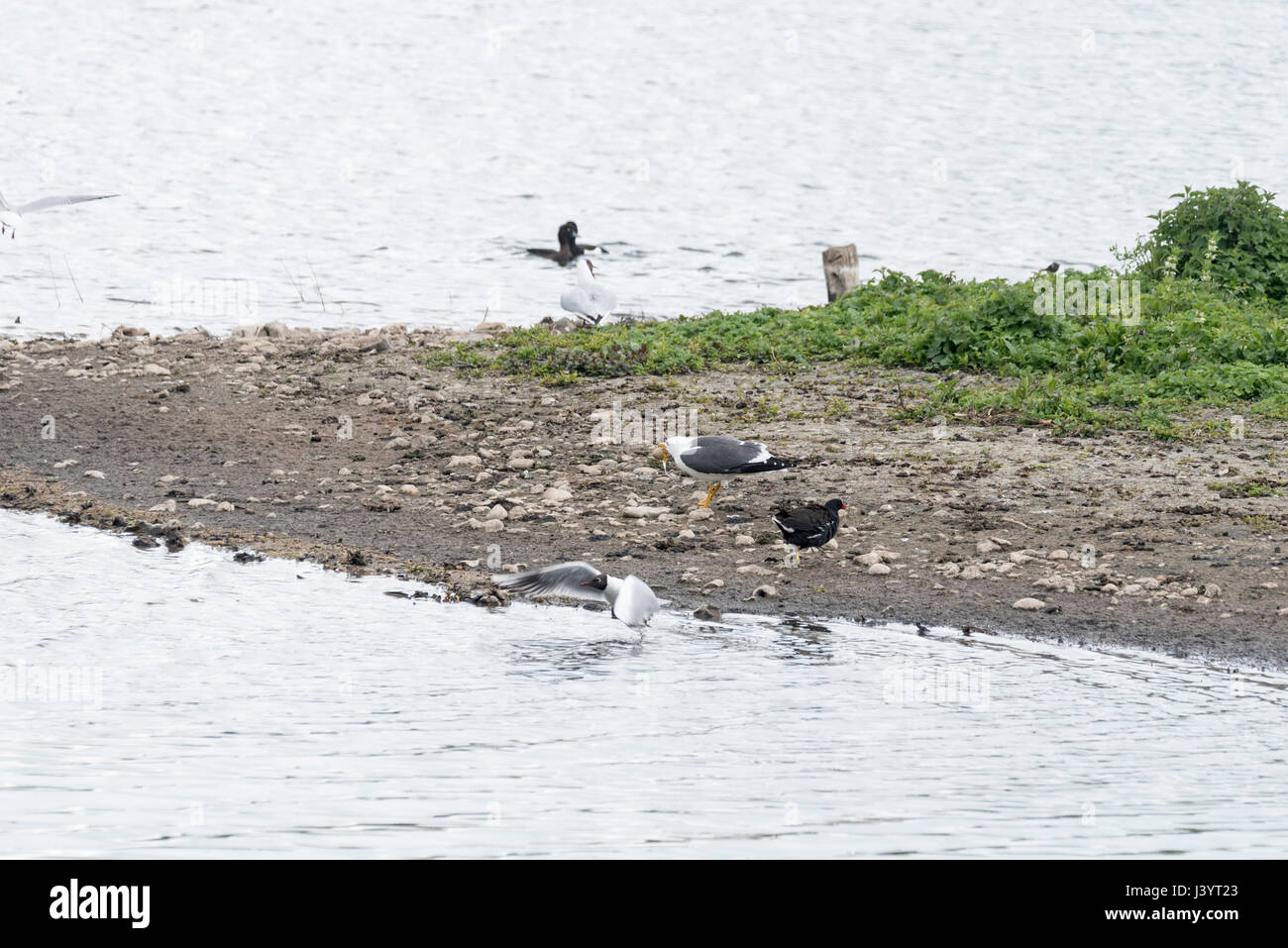 Une moindre Goéland marin (Larus fuscus) avec un vol de l'oeuf, peut-être d'un sociable ou Mouette noir Banque D'Images