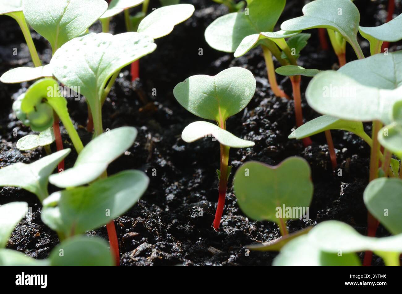 Plant plants poussant dans les émissions de Banque D'Images