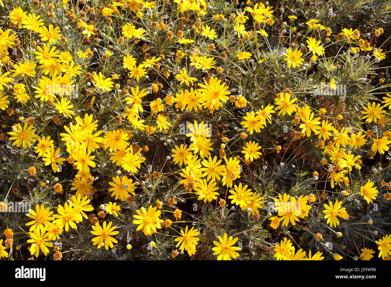 Vue rapprochée de wild, marguerites jaunes. Banque D'Images
