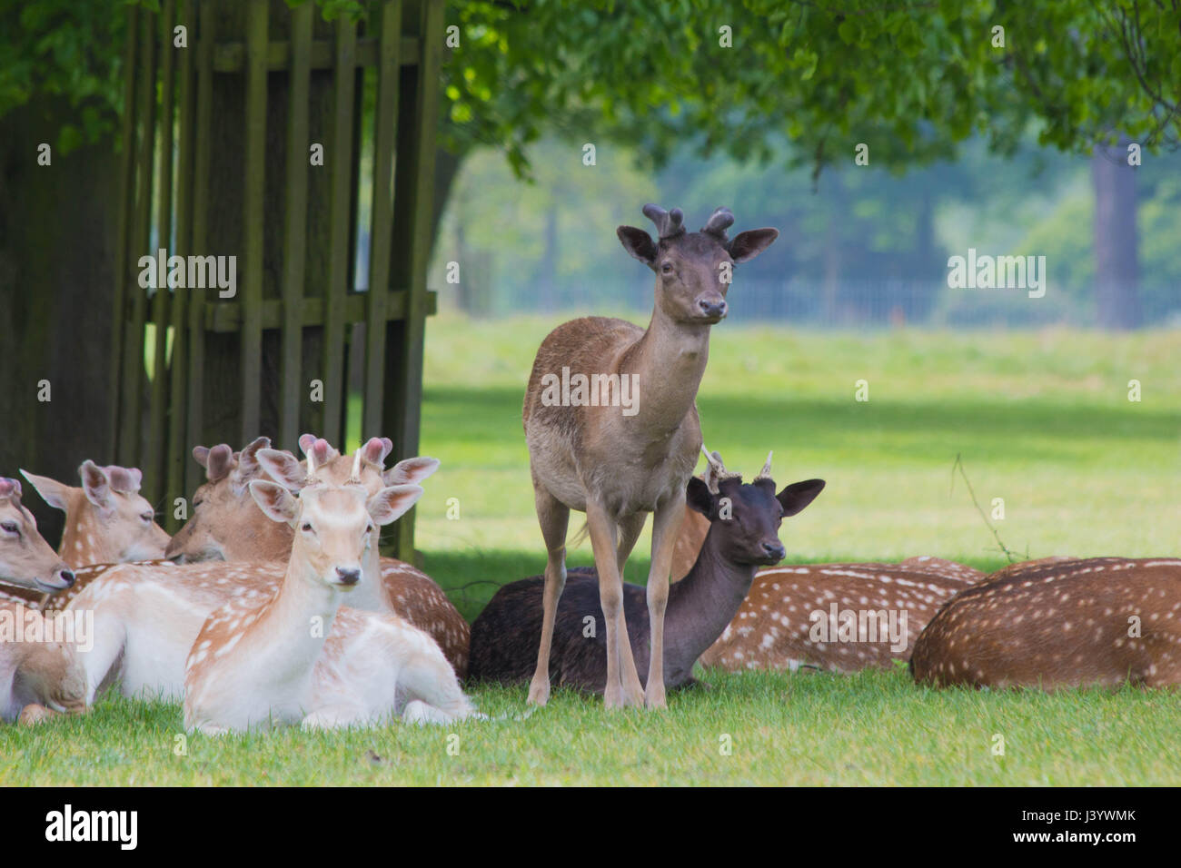 Deer entendu au Hampton Court Park Banque D'Images