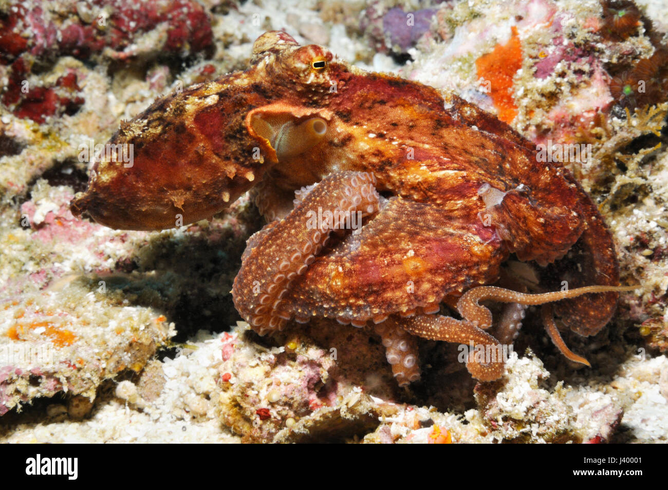 Une pieuvre est en train de changer les couleurs et prêt à nager, Panglao, Philippines Banque D'Images