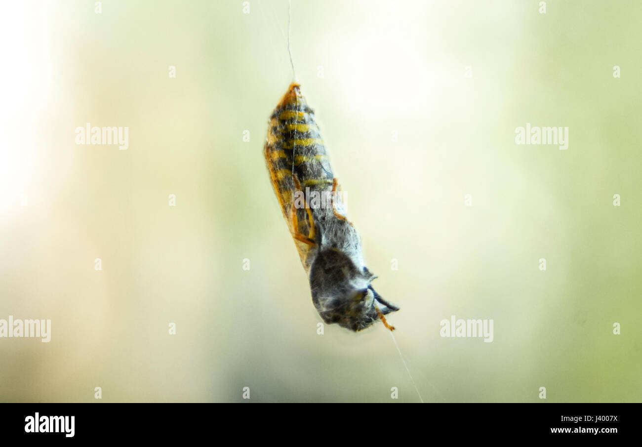 Yellowjacket Wasp cought sur spider web yellow Banque D'Images