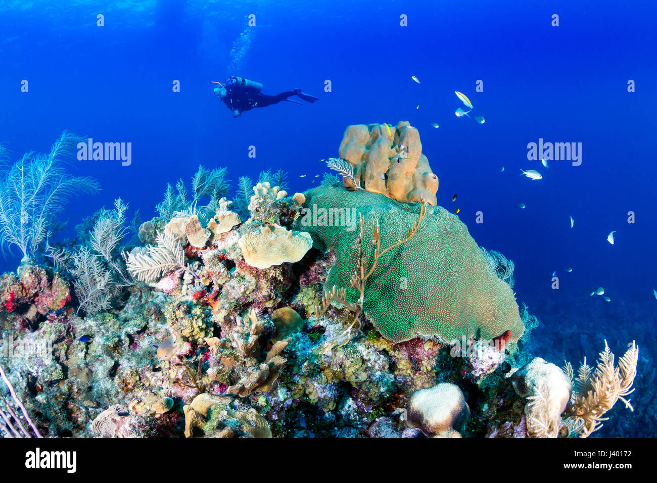 Plongée sous marine sur un récif de corail Banque D'Images