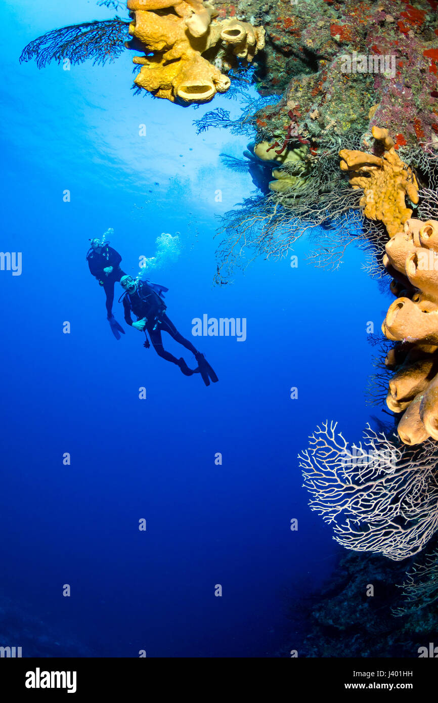 Les amateurs de plongée sous-marine à la découverte d'une profondeur verticale, mur de corail Banque D'Images