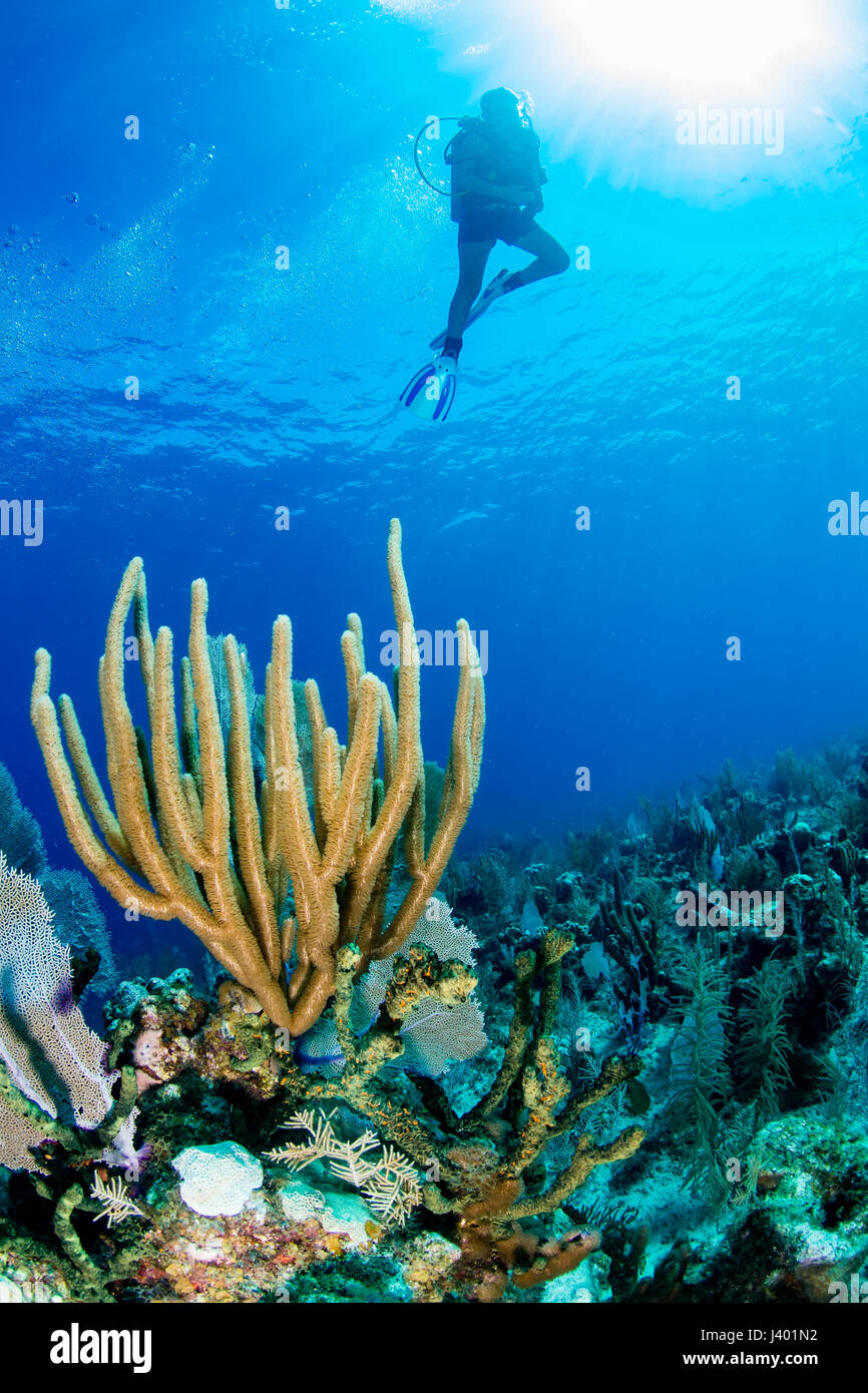 Plongée sous-marine au-dessus de coraux sur un récif tropical Banque D'Images