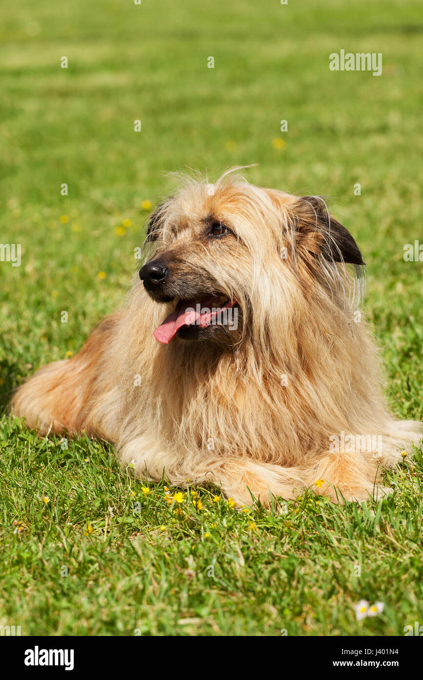 Portrait de chien Lhassa Apso semblables dans une herbe verte. Banque D'Images