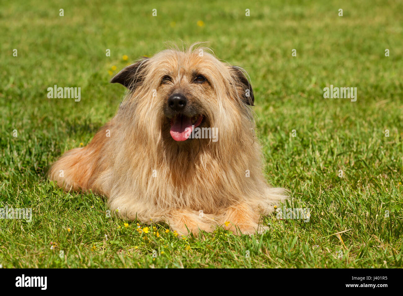 Portrait de chien Lhassa Apso semblables dans une herbe verte. Banque D'Images