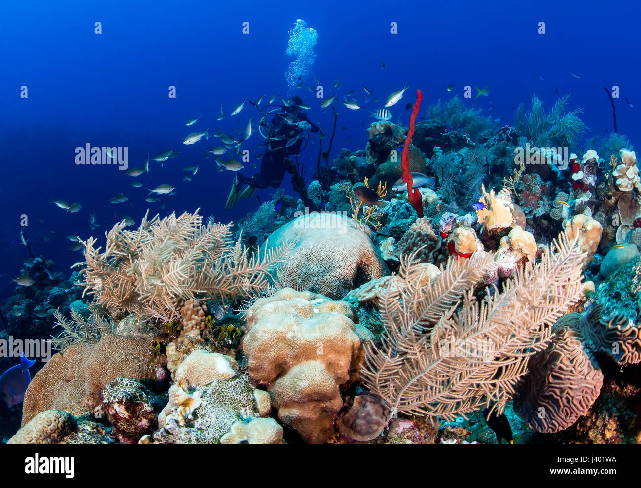Plongée sous marine natation sur un récif de coraux tropicaux colorés Banque D'Images