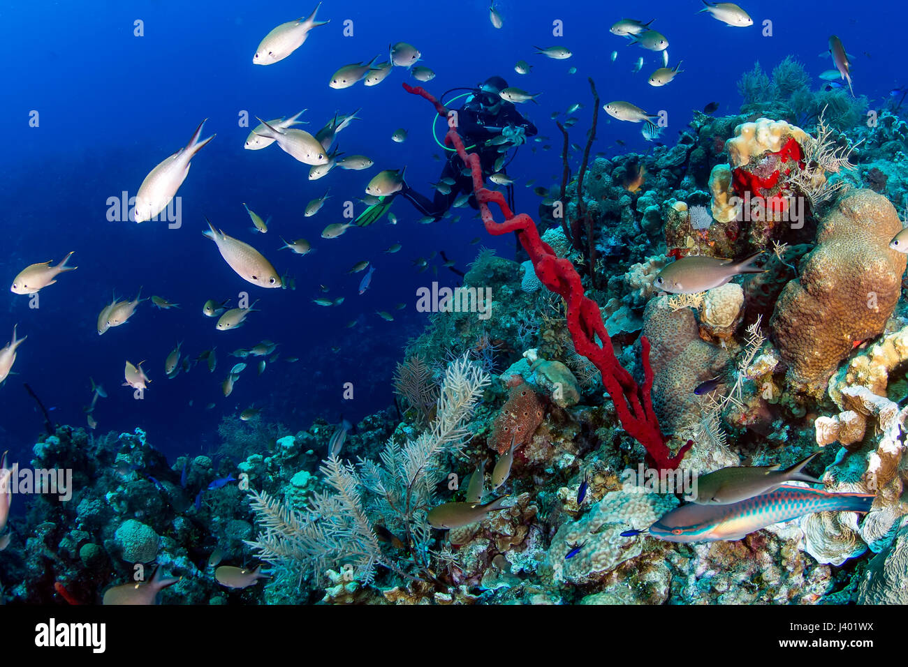 Plongée sous marine natation sur un récif de coraux tropicaux colorés Banque D'Images