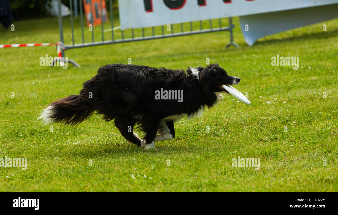 Border Collie dog palying avec frisbee en dehors parc sur l'herbe verte. Banque D'Images