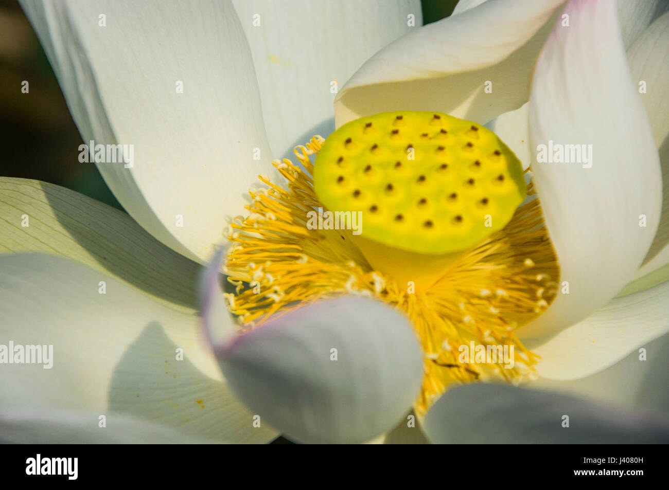 Belle fleur de lotus en fleur libre en été Banque D'Images