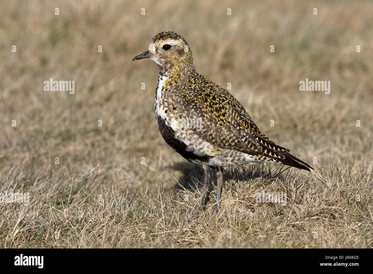 Eurasian Golden Plover Pluvialis apricaria, sur le terrain, dans un habitat d'oiseaux adultes moorland, plumage en été Banque D'Images