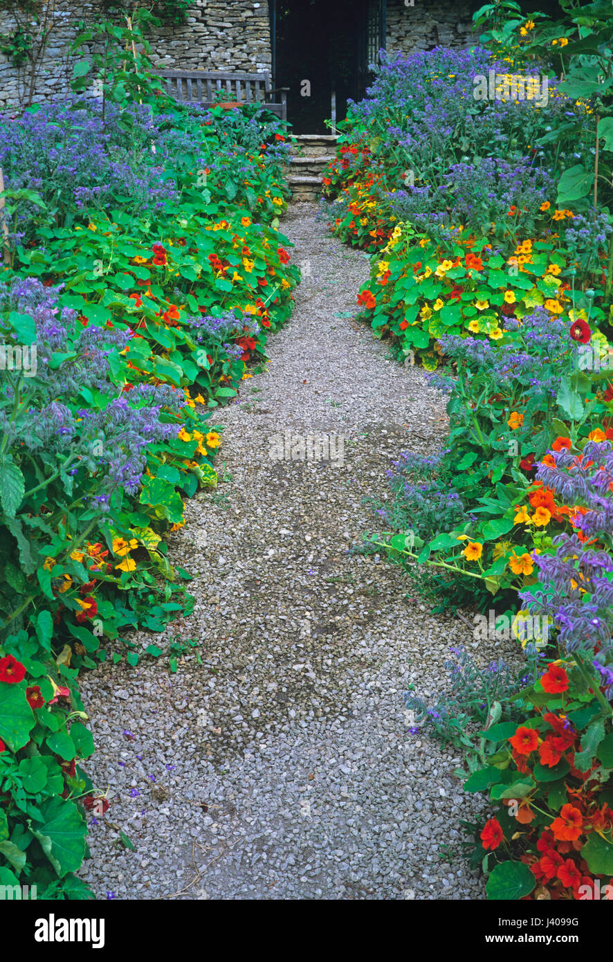 Les semis de colorés et de Bourrache Capucine dans un jardin de cuisine Banque D'Images