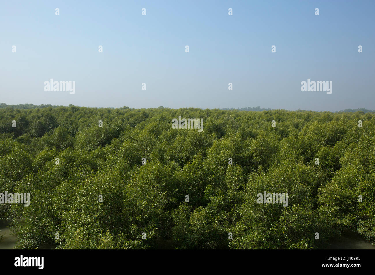 Forêt de mangrove en Moheskhali Island. Cox's Bazar (Bangladesh). Banque D'Images