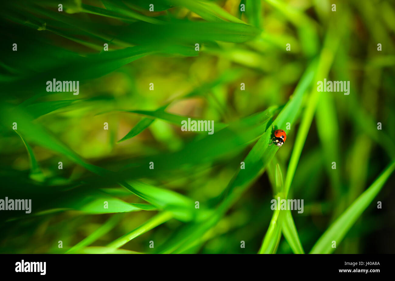 Ladybug assis sur une feuille verte, l'arrière-plan Banque D'Images
