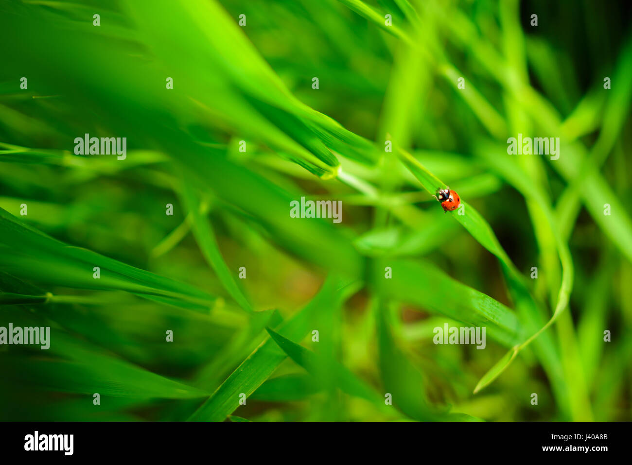 Ladybug assis sur une feuille verte, l'arrière-plan Banque D'Images