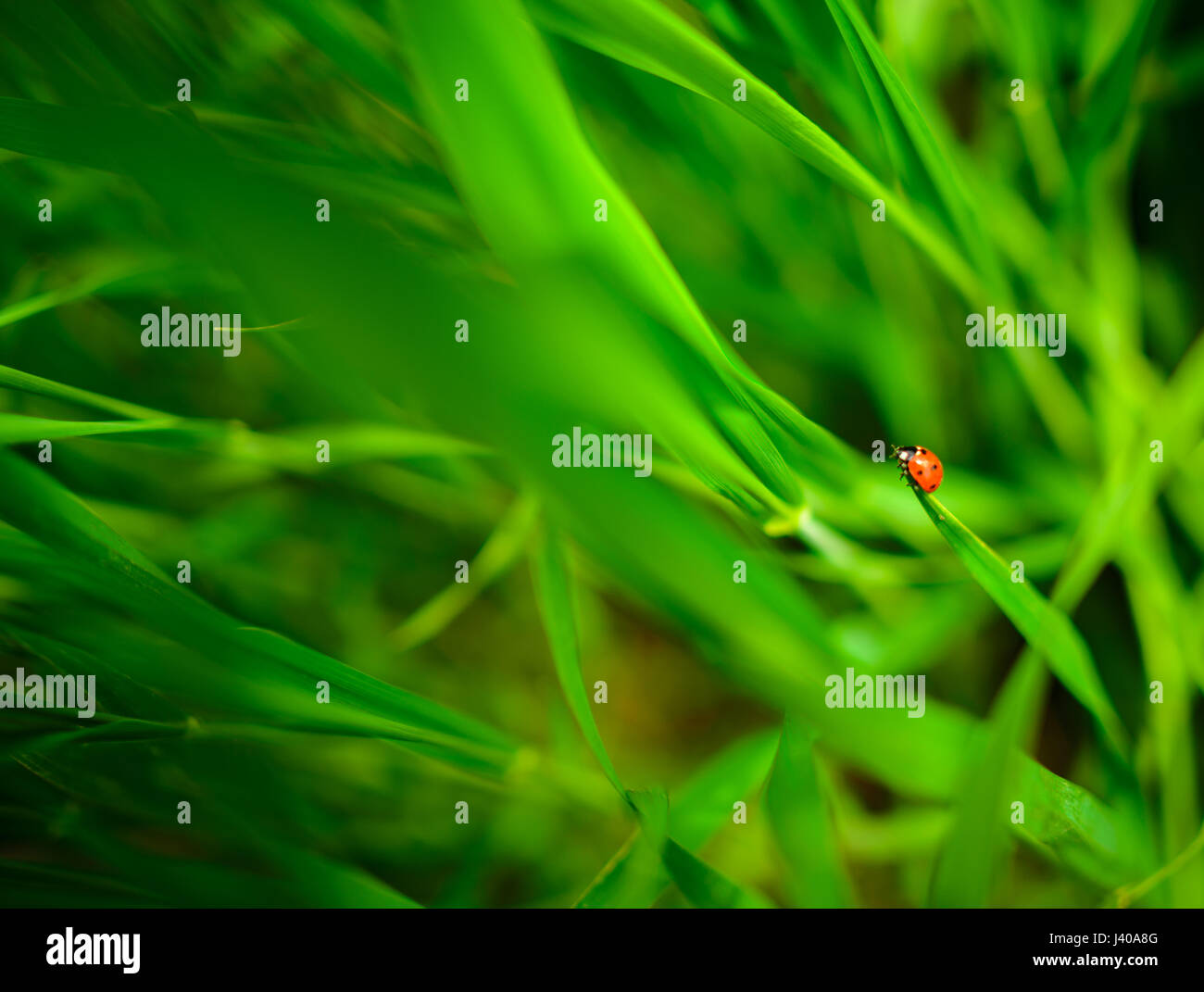 Ladybug assis sur une feuille verte, l'arrière-plan Banque D'Images