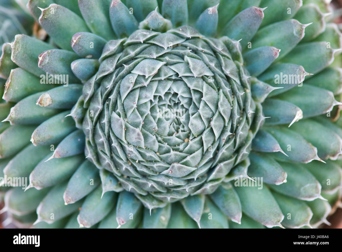 Orostachys spinosa. Cancre chinois Pac. L'Ombelle Banque D'Images